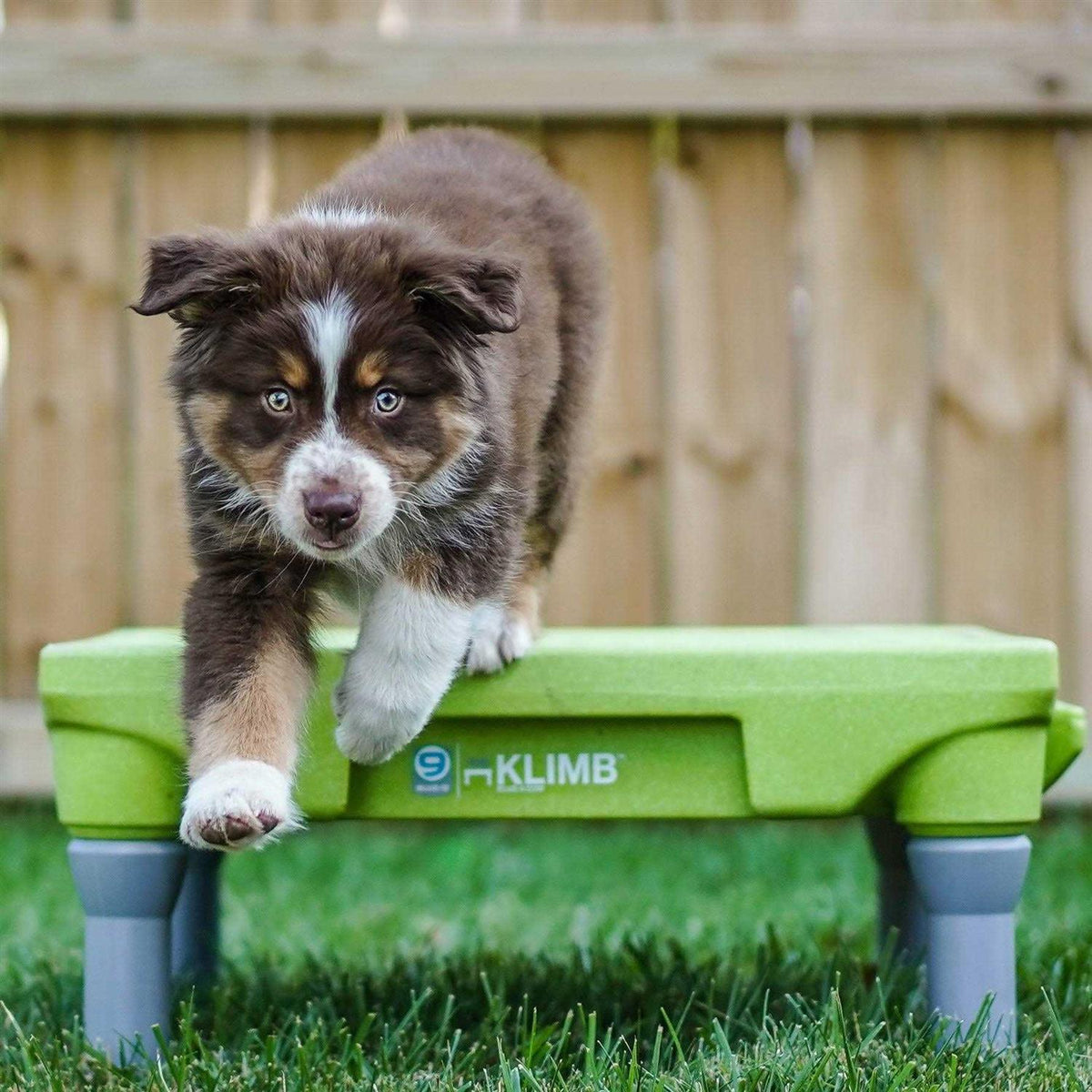 Dog Training Platform & Agility System G27798