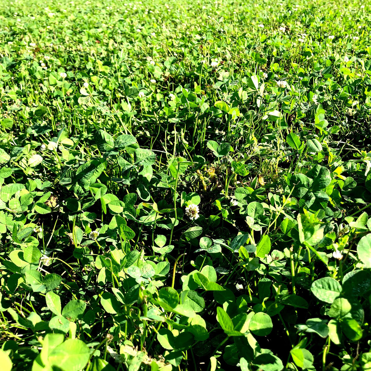 10 lb Bag Deer Food Plot O780794