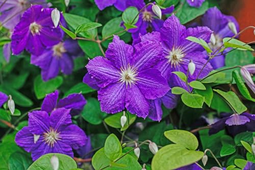 Lavender Purple Clematis Vine Plant, 2.5 Inc Pot N30945
