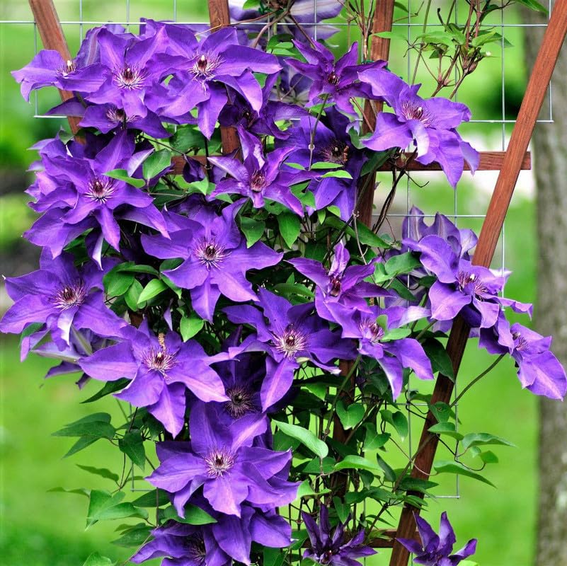 Lavender Purple Clematis Vine Plant, 2.5 Inc Pot N30945