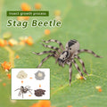 4 Piece Insect Animal Life Cycle Plastic Figures H40809