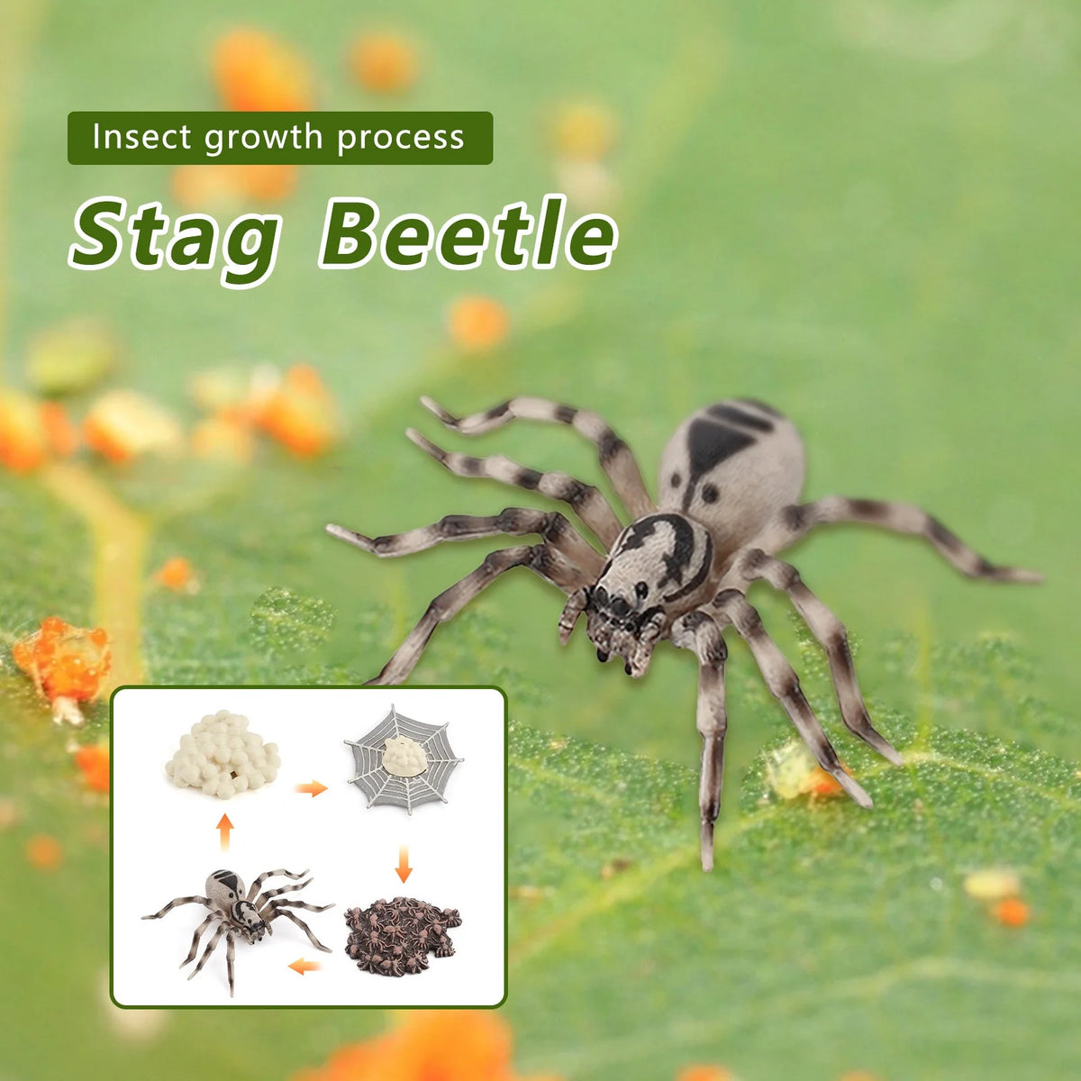 4 Piece Insect Animal Life Cycle Plastic Figures H40809