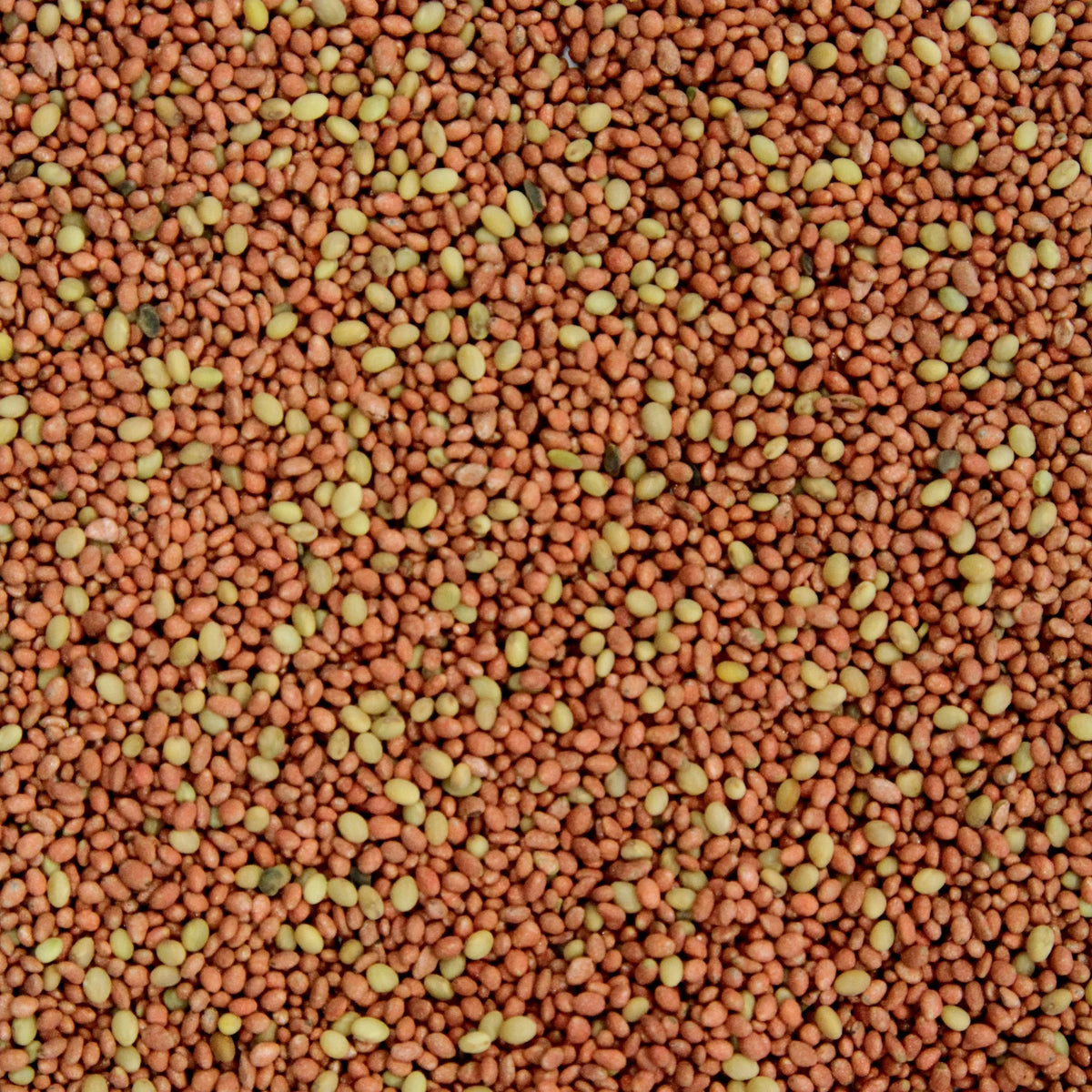 10 lb Bag Deer Food Plot O780794