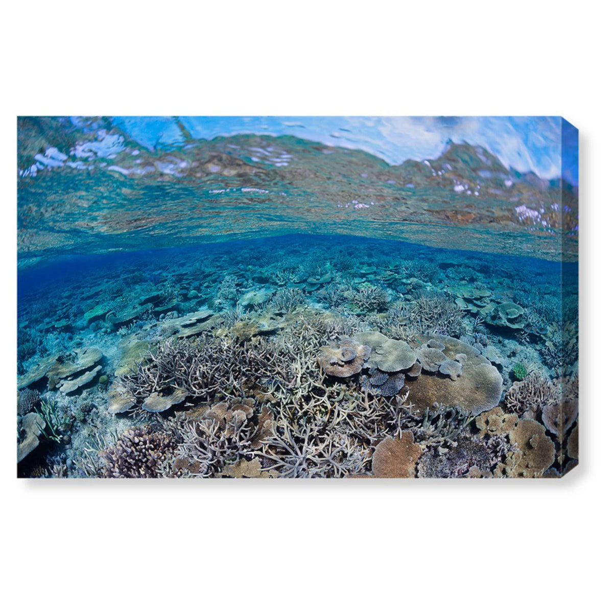 Canvas Art Q41842