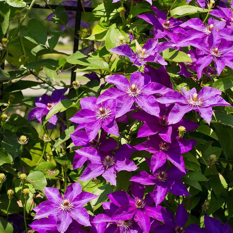 Lavender Purple Clematis Vine Plant, 2.5 Inc Pot N30945