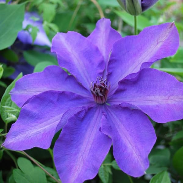 Lavender Purple Clematis Vine Plant, 2.5 Inc Pot N30945