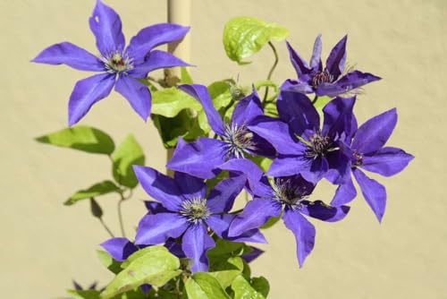Lavender Purple Clematis Vine Plant, 2.5 Inc Pot N30945