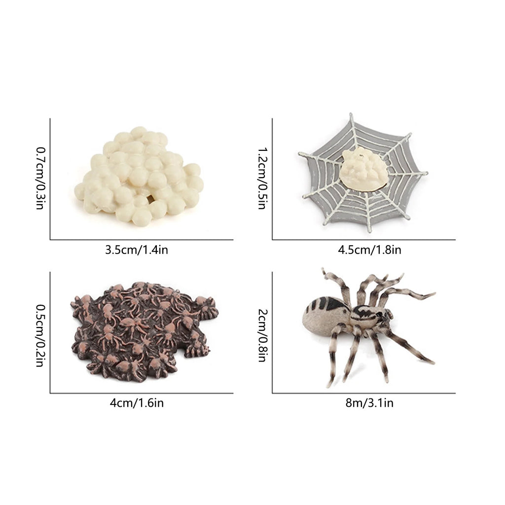 4 Piece Insect Animal Life Cycle Plastic Figures H40809